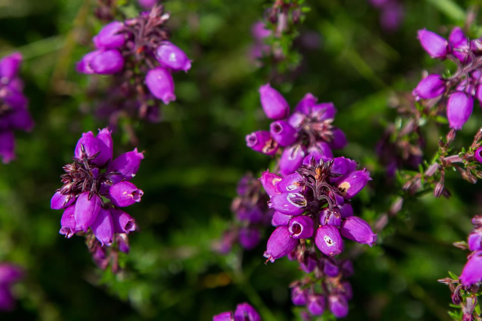 <h2>2019 British Isles Golf Cruise & The 148th Open at Royal Portrush</h2>12 Nights | 5 Rounds | Edinburgh to Southampton | July 17 - 29, 2019