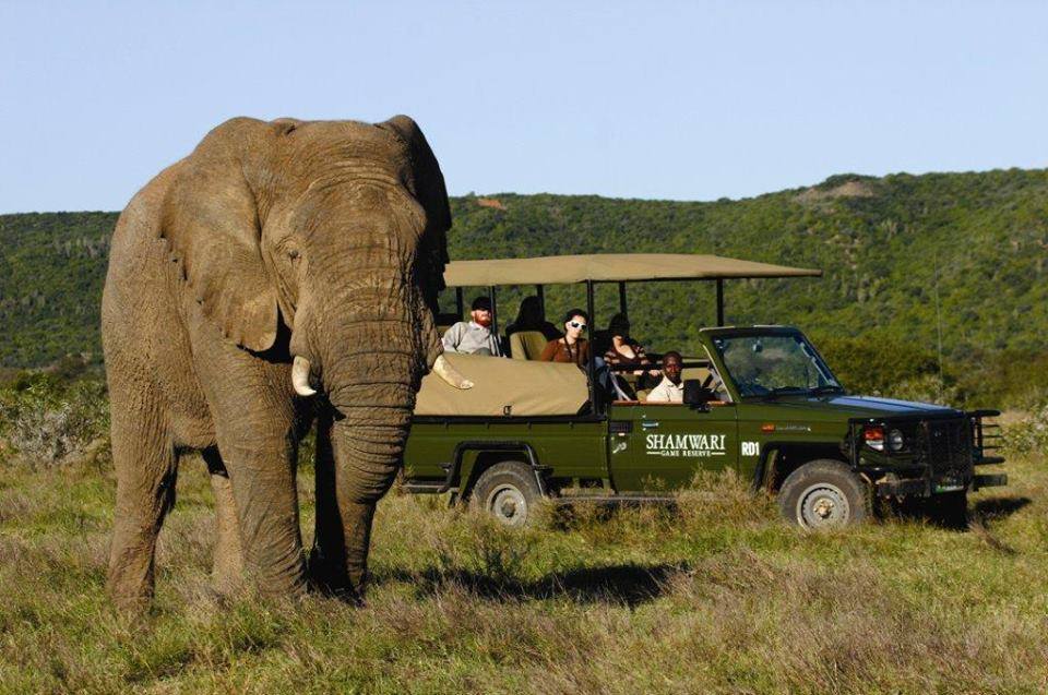 <h2>The Best of South Africa Escorted 2015</h2>13 Nights, 3 on Safari at Shamwari Game Reserve | 5 Rounds | November 1 – 15