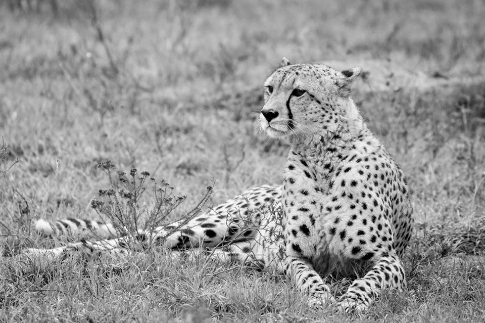 <h2>The Best of South Africa Escorted 2016</h2>13 Nights, 3 on Safari at Shamwari Game Preserve | 5 Rounds | March 2 – 16