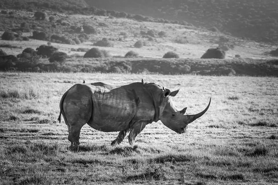 <h2>The Best of South Africa Escorted 2016</h2>13 Nights, 3 on Safari at Shamwari Game Preserve | 5 Rounds | March 2 – 16