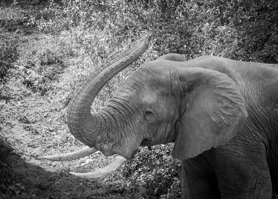 <h2>The Best of South Africa 2017</h2>14 Nights, 4 on Safari | 5 Rounds | Wine Tours & Sightseeing | November 3 – 17