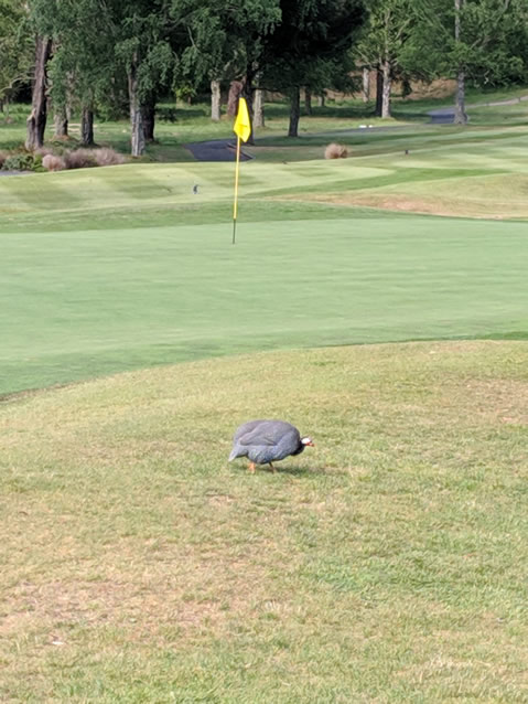 <h2>The Best of New Zealand Escorted 2018</h2>Taupo, Napier, Wellington & Queenstown