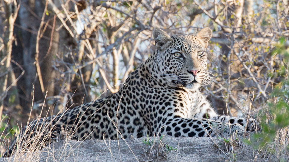 <h2>The Best of South Africa Escorted 2018</h2>Golf, Kruger Safari, Cape Town, the Winelands & Garden Route